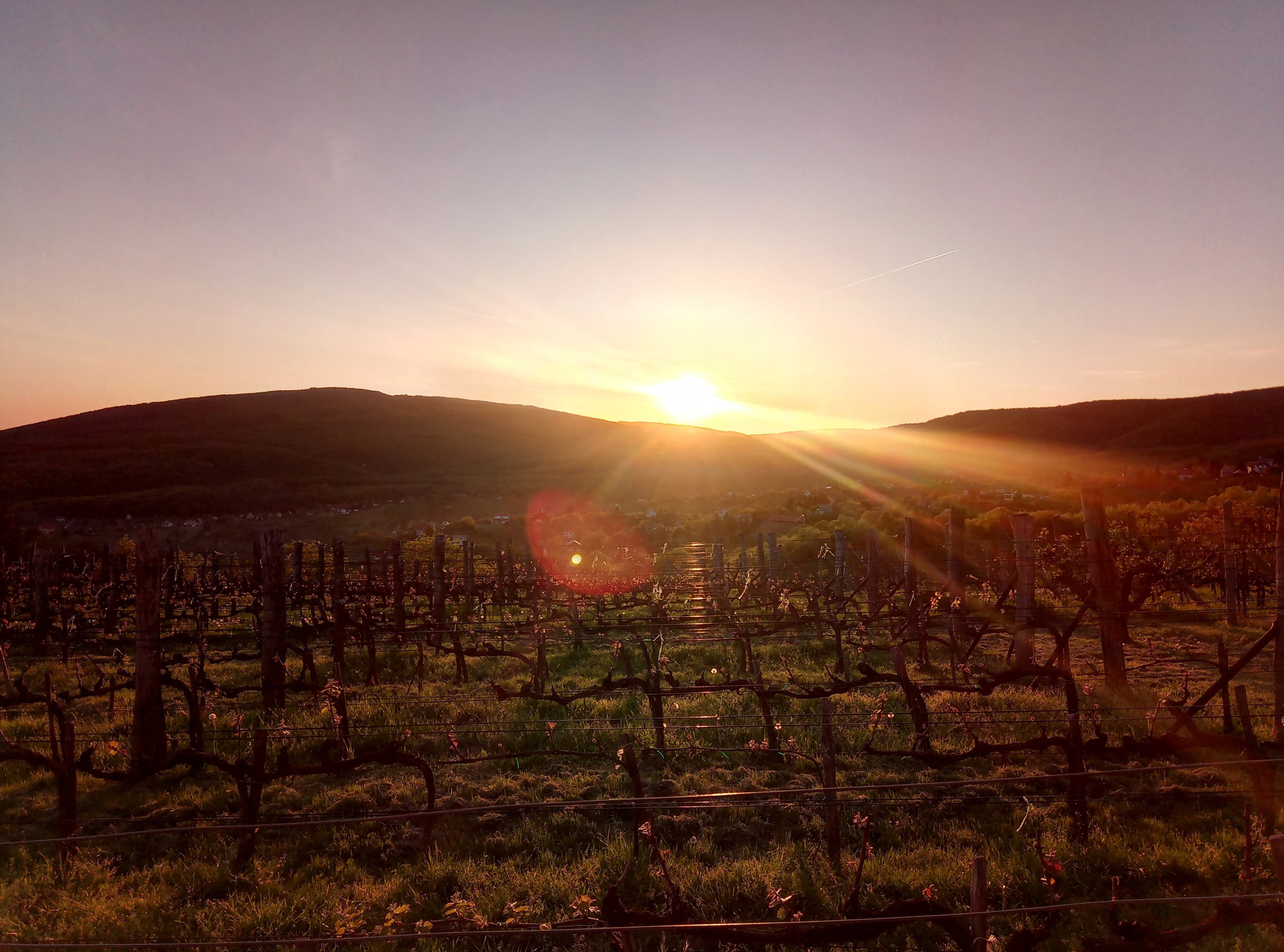 rado-pince-cirfandli-naplemente